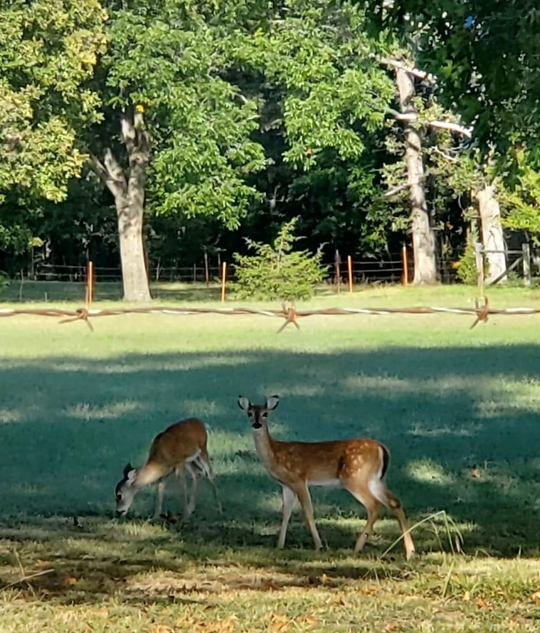 Two deer stand on grass near a barbed wire fence in a sunlit, wooded area with trees and shadows in the background.