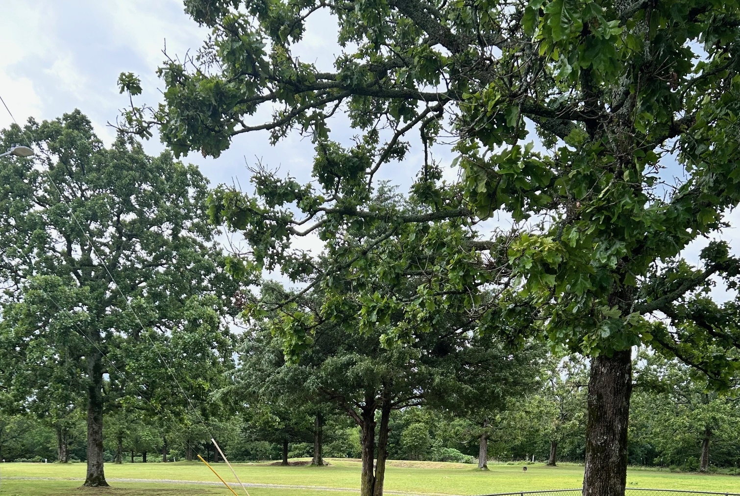 Large leafy trees stand in a grassy park area under a cloudy sky. Yellow and white poles lean in the foreground.