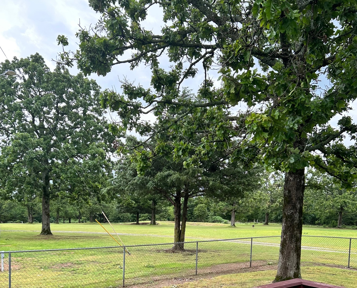 A grassy field with several large trees is enclosed by a chain-link fence under a cloudy sky. A wooden deck is partially visible in the foreground.